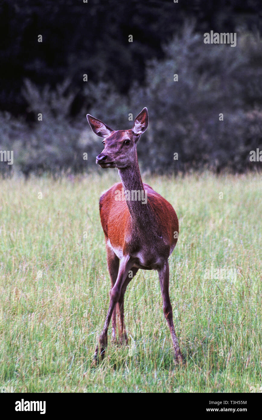 Red Deer (Cervus elaphus).Alert female or hind in a field with her escape wood in the rear. Stock Photo