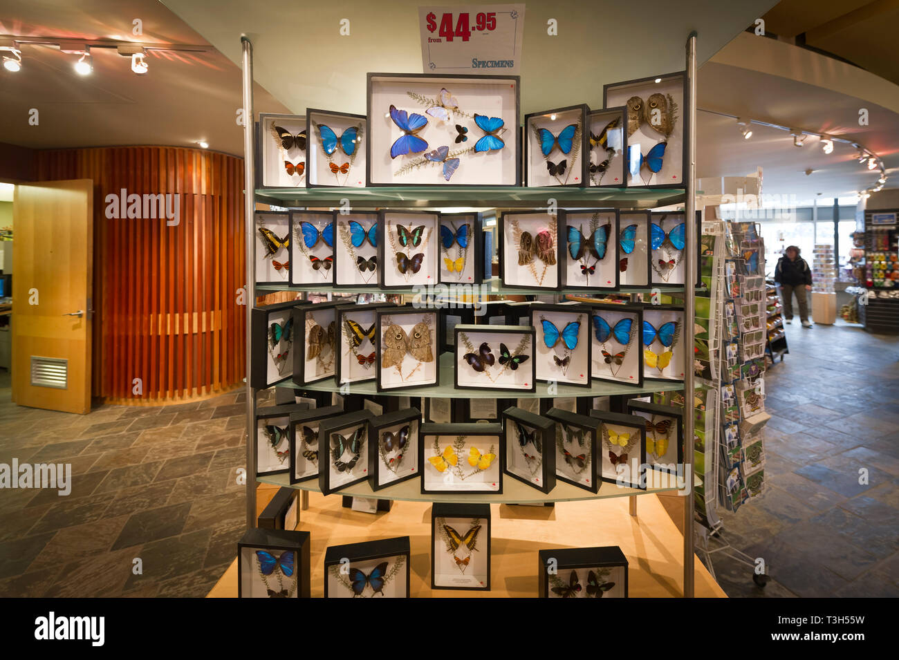 butterfly souvenirs at Niagara Falls butterfly conservatory store Stock Photo