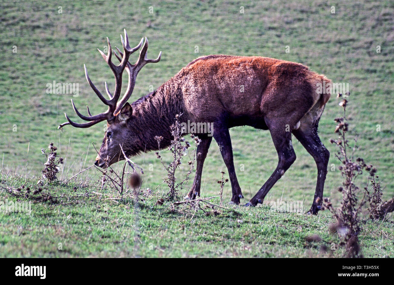 Red Deer (Cervus elaphus).Adult male in full antlers Stock Photo
