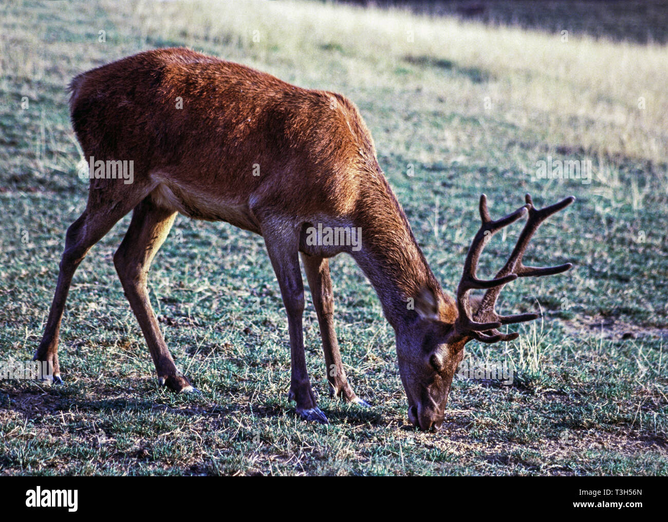 Red Deer (Cervus elaphus).Young male in sub-adult antlers. Stock Photo