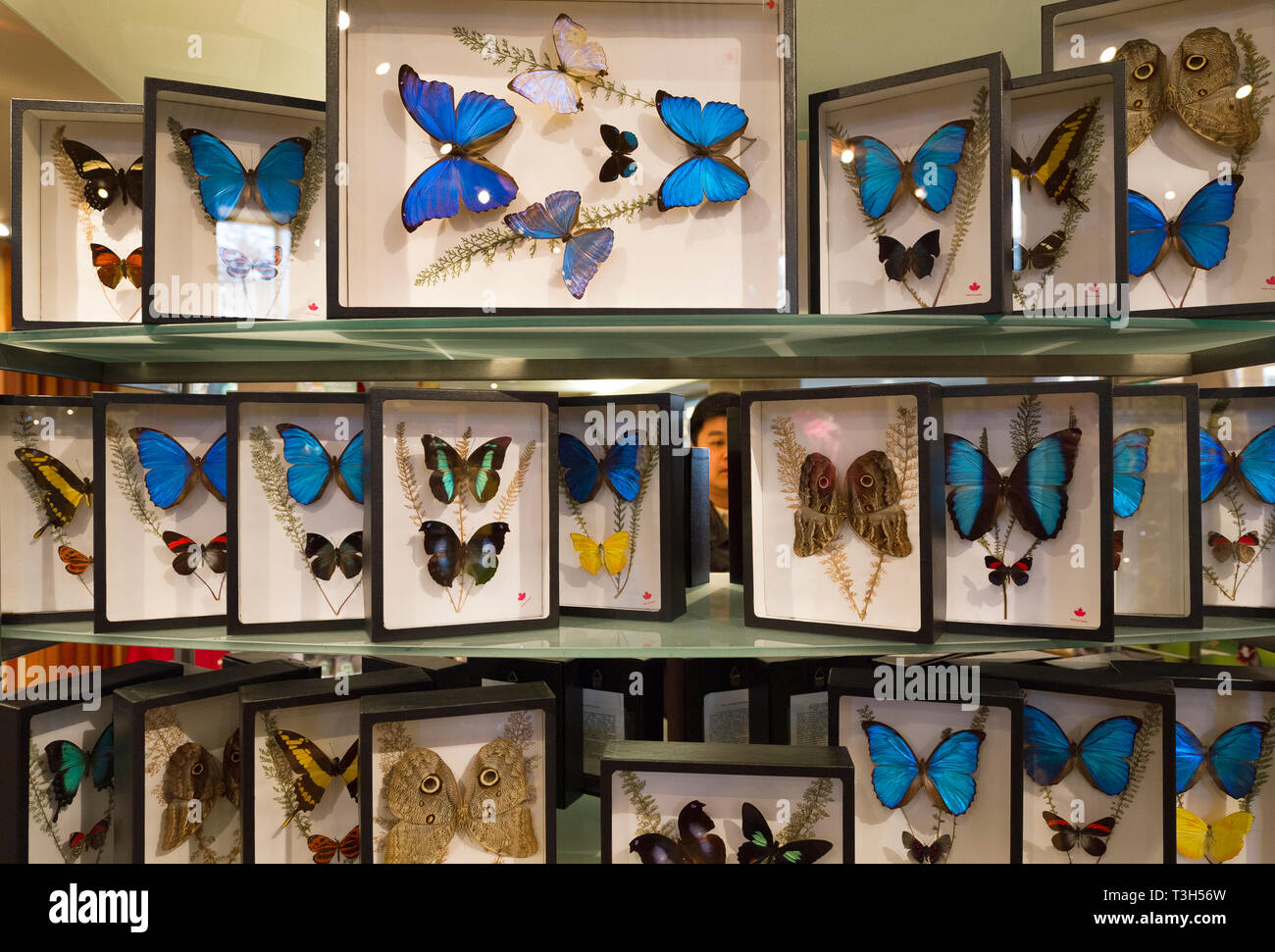 butterfly souvenirs at Niagara Falls butterfly conservatory store Stock Photo Alamy