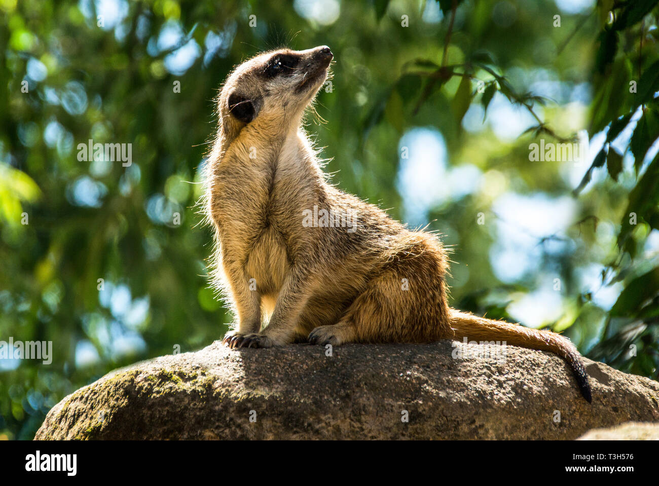 Slender-tailed Meerkat (Suricata suricatta).Adult on guard in an enclosure in Stockholm Zoo,Sweden. Stock Photo