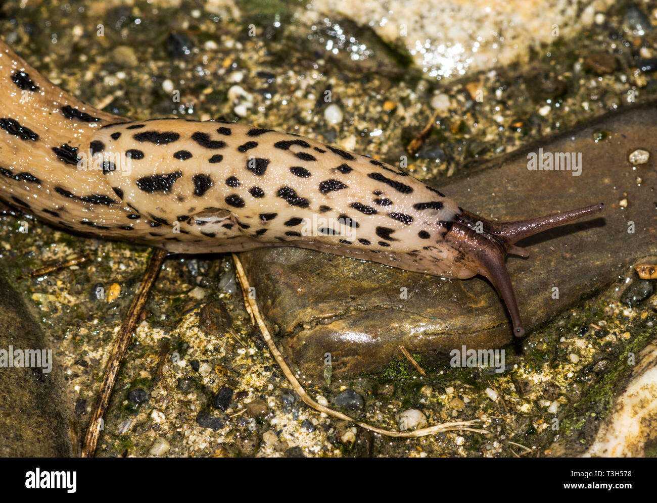 Great Grey Slug Limax Maximus High Resolution Stock Photography and ...