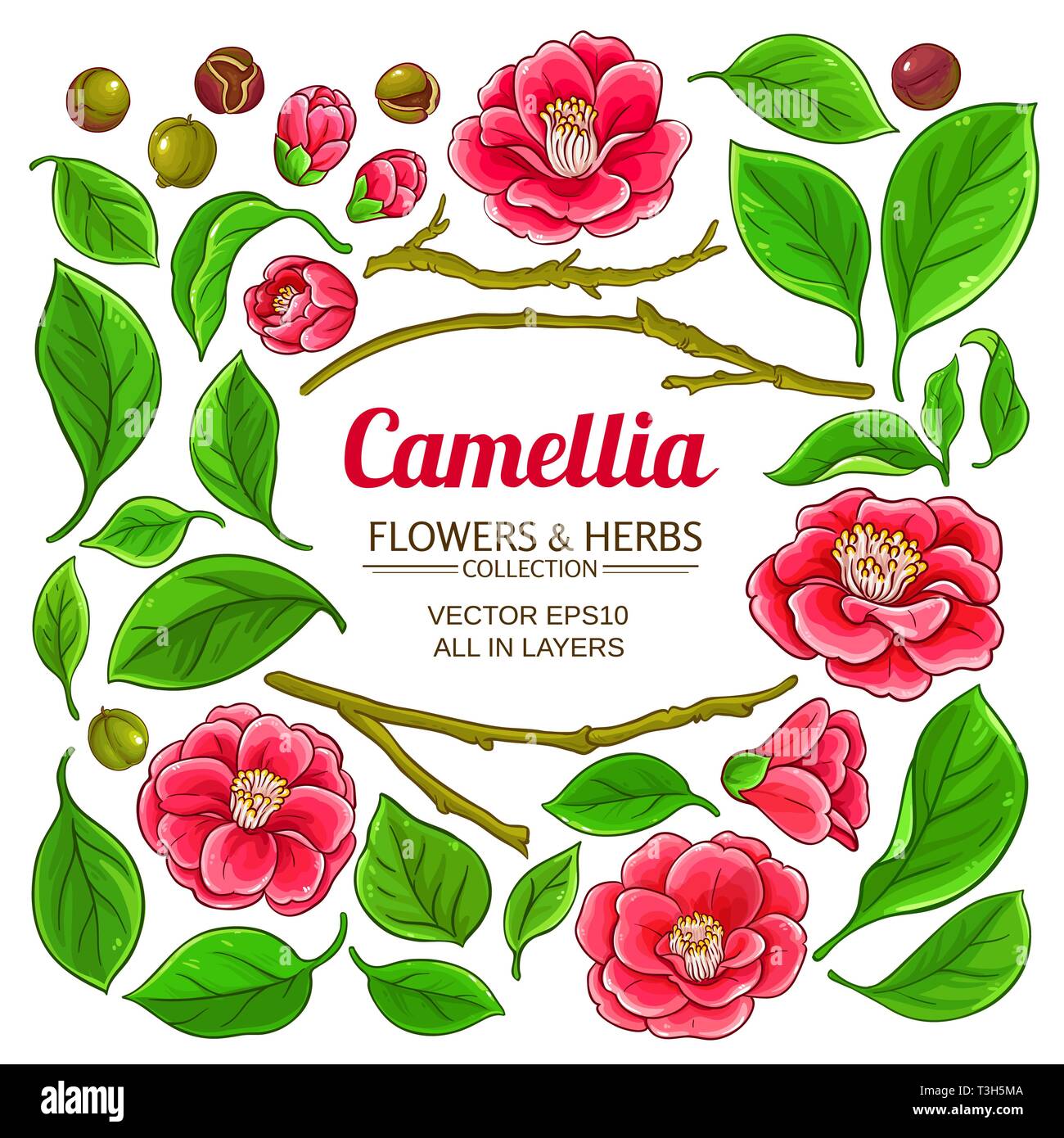 camellia elements set on white background Stock Vector Image & Art - Alamy