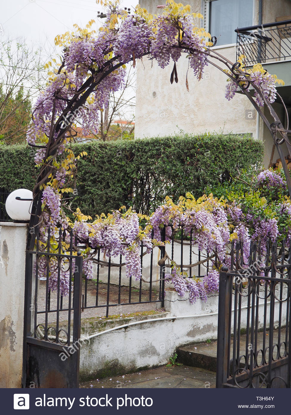 Front Door Arbor With Judas Tree Blooming Flowers Stock