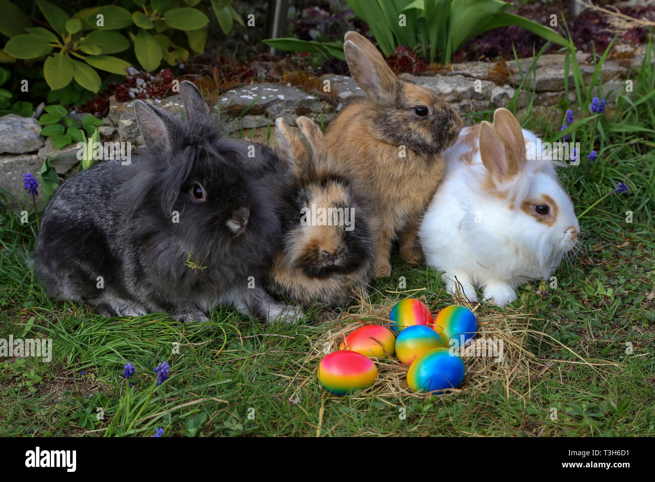 Easter. Funny bunnies with colored easter eggs. Stock Photo