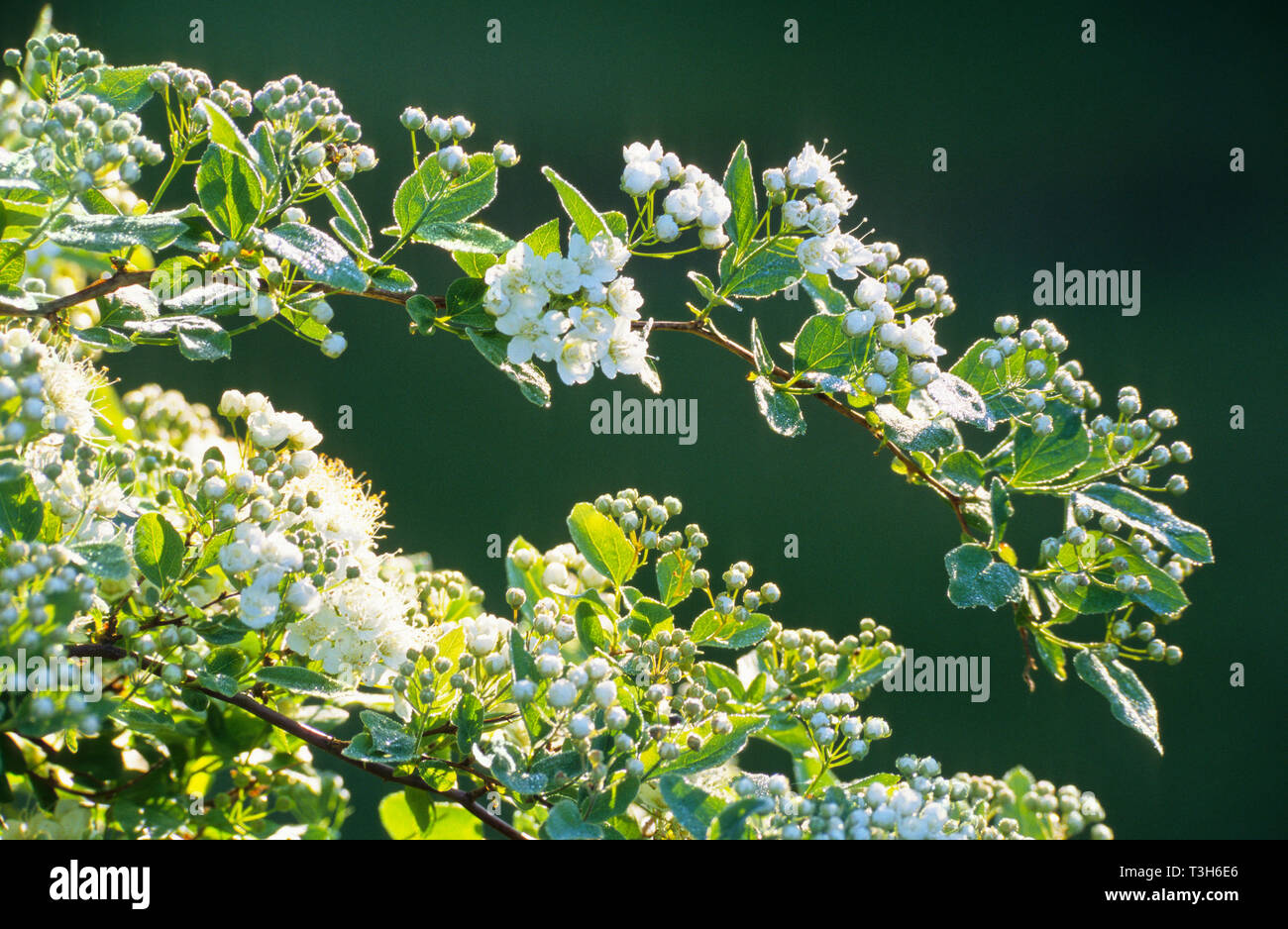 Elm-leaf spirea (Spiraea chamaedryfolia) flowers. Selective focus. Stock Photo