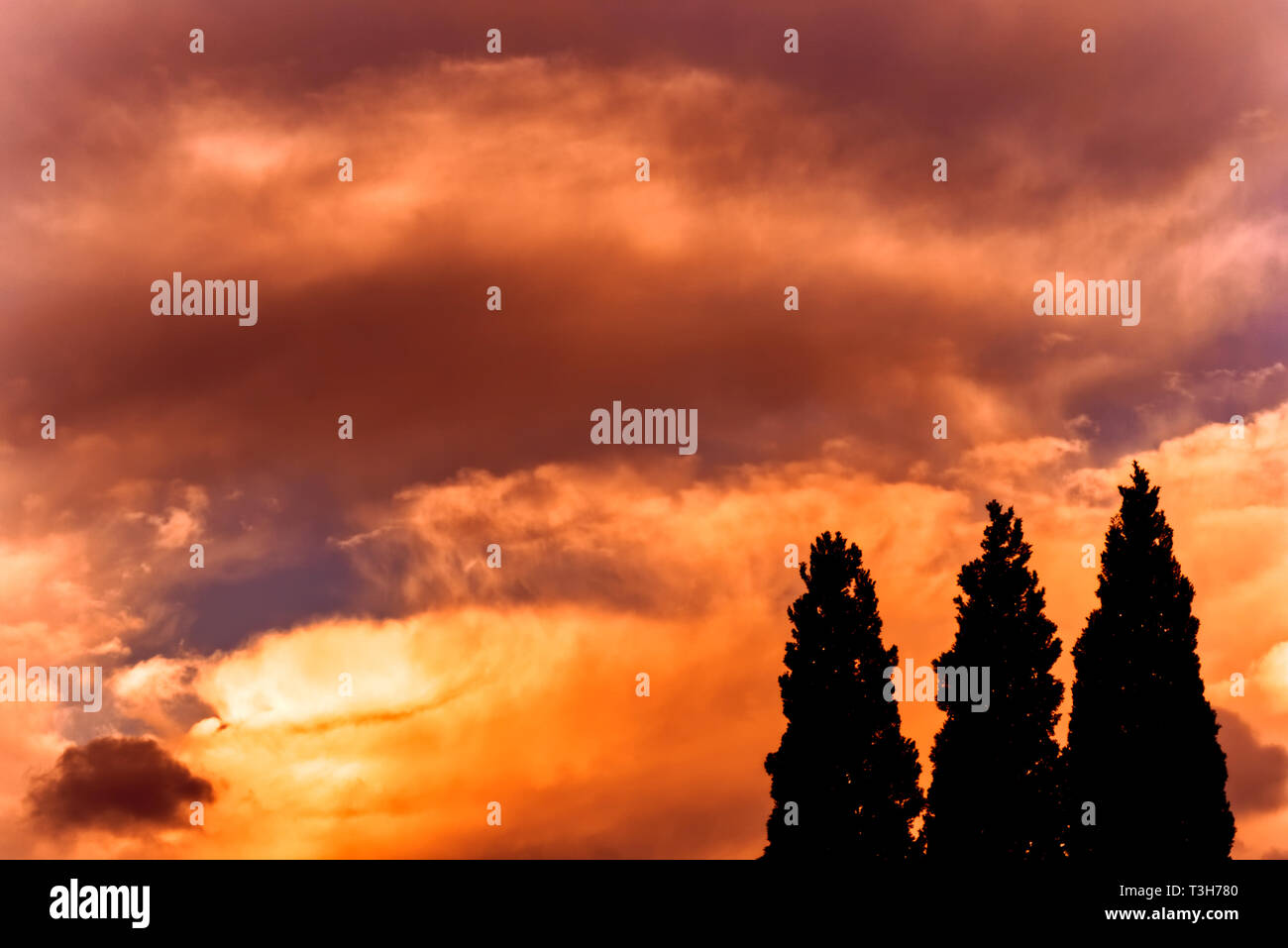 Three tree silhouettes against a red sunset sky Stock Photo - Alamy