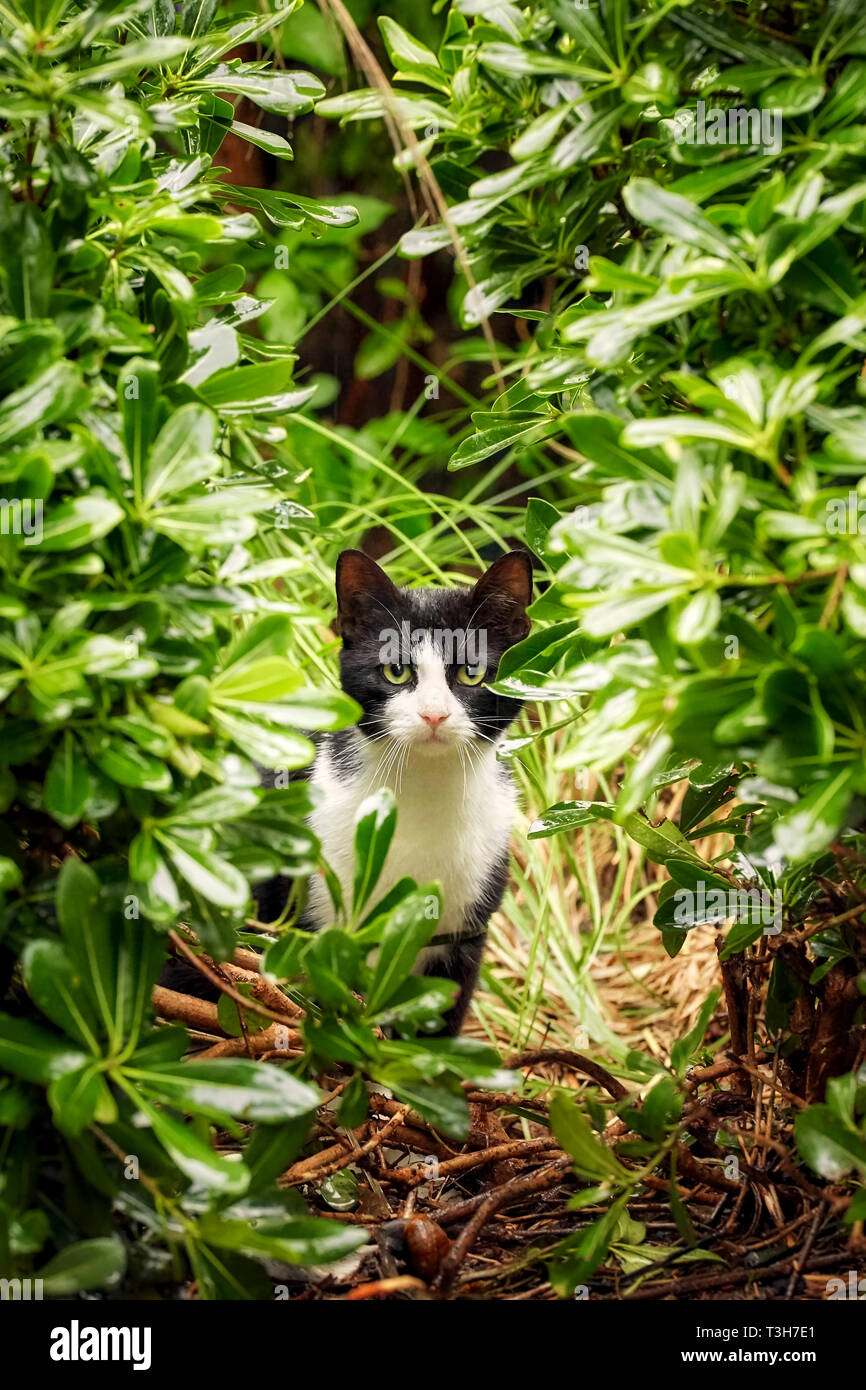 Black and white lovely stray cat with green eyes and curious cautious ...