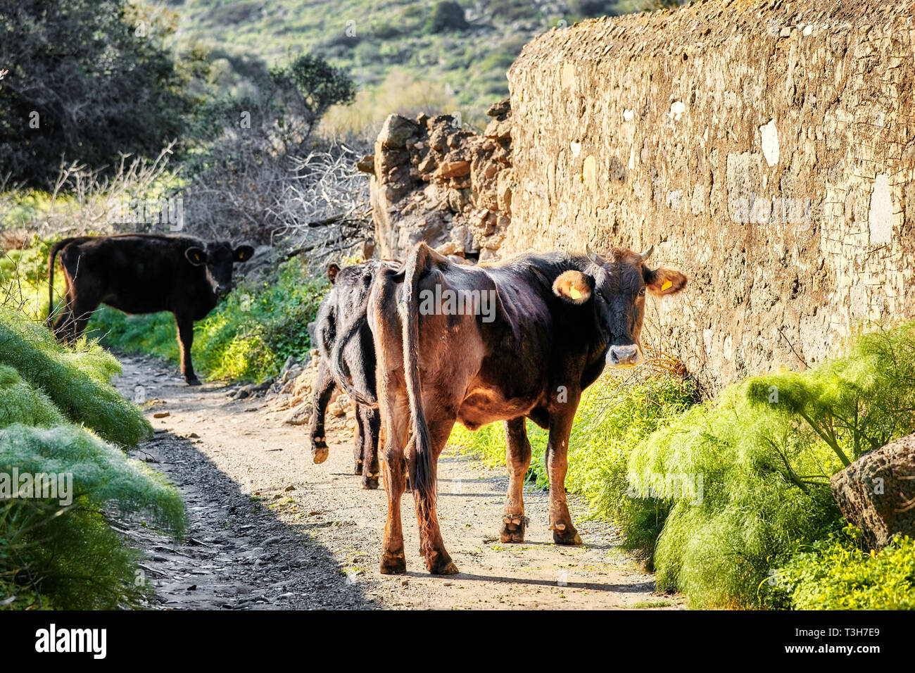 Dark brown Swiss cows grazing on a muddy pathway in a rural land in Bodrum Gumusluk Turkey Stock Photo