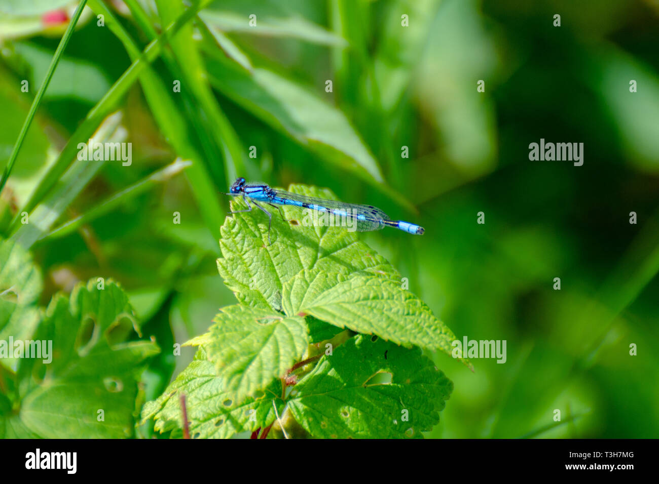 Beautiful blue damselfly on a leaf hi-res stock photography and images ...