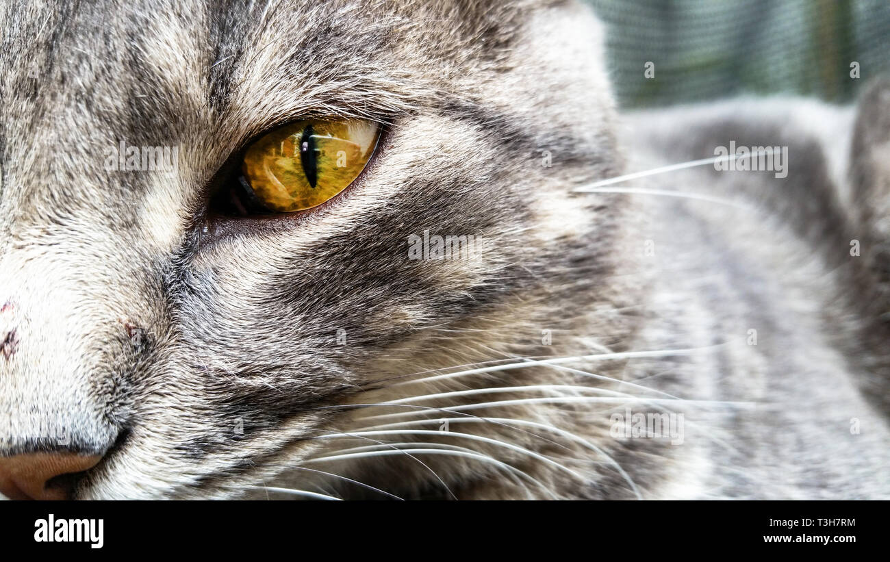 Close-up face of a lead cat with green eyes Stock Photo