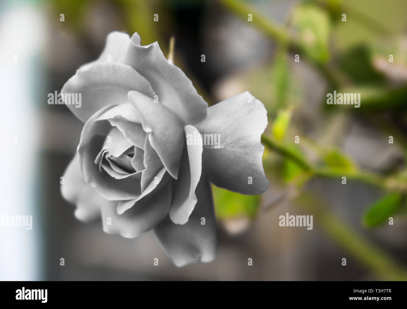 Close up white rose hi-res stock photography and images - Alamy