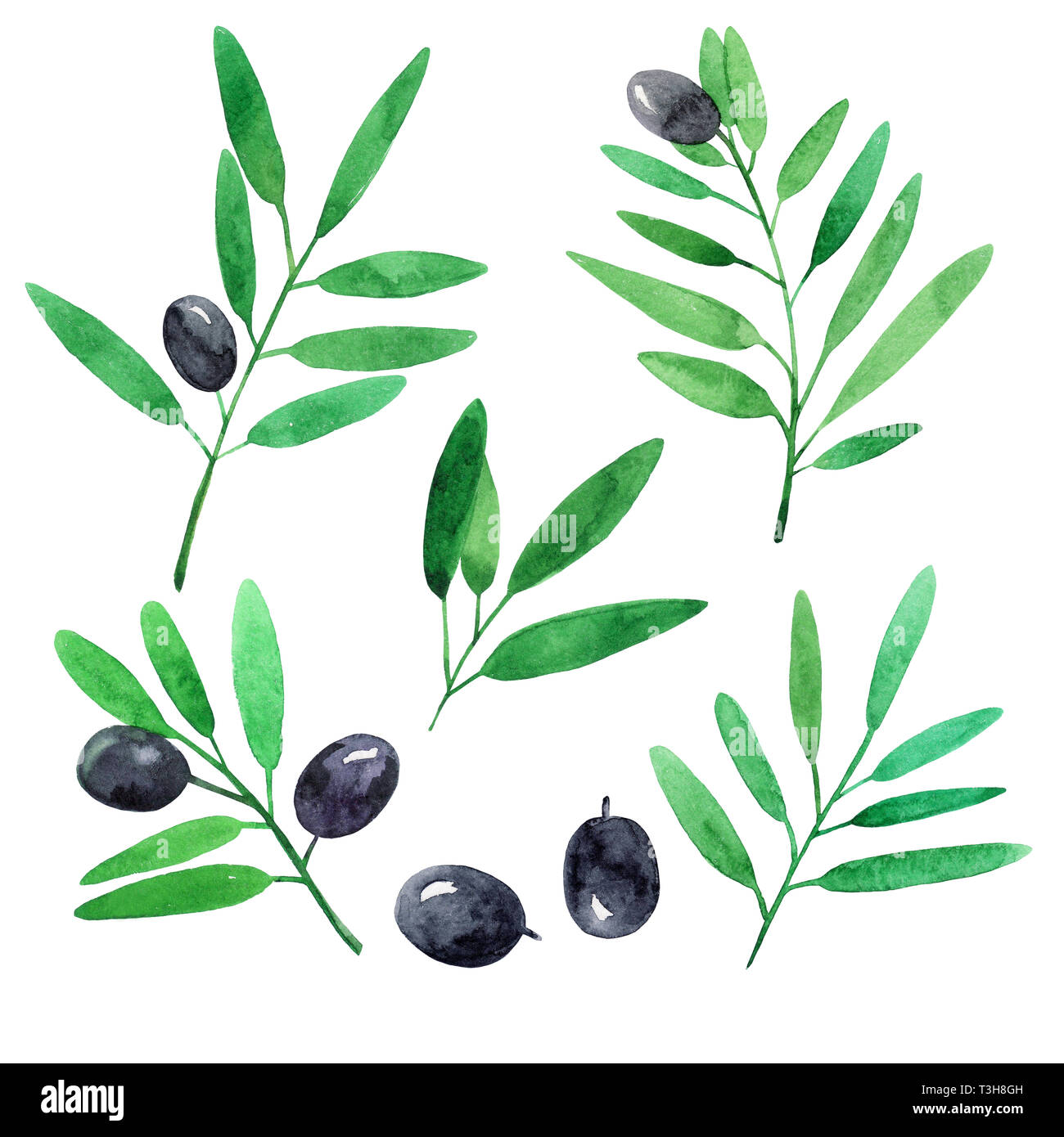 Set of olives branches. Watercolor illustration Stock Photo - Alamy