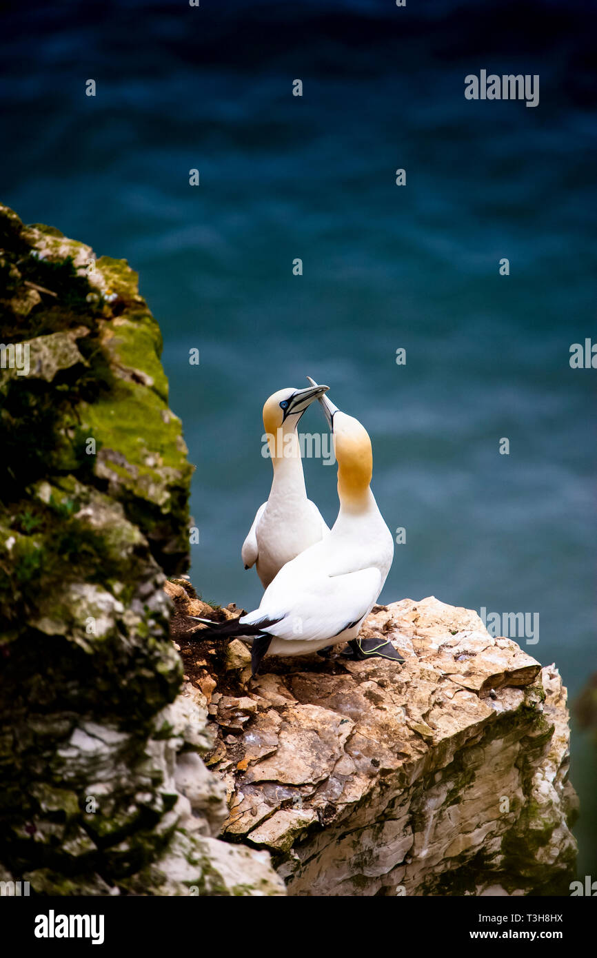Courting birds hi res stock photography and images Alamy Courting birds hi res stock photography and images Alamy