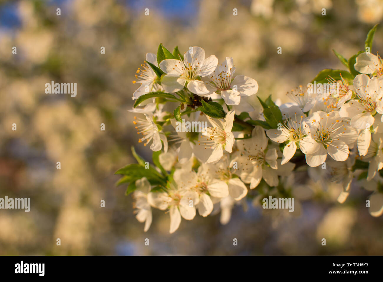 SPRING FLOWER BACKGROUNDS. SMALL WHITE CHERRY OR PLUM BLOSSOM BLURRED. Stock Photo