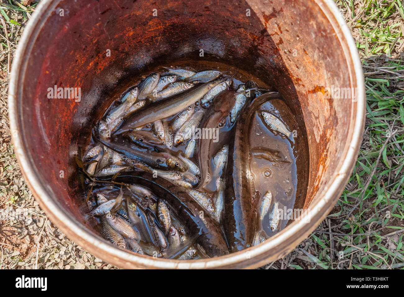 Freshwater fish in a bucket Stock Photo Alamy