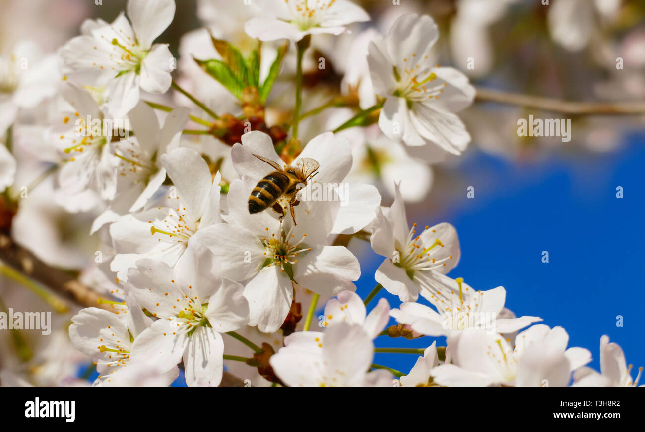 Biene mit Säckchen, sammel Nektar an einer Blüte, vom japanischen Kirschbaum Stock Photo