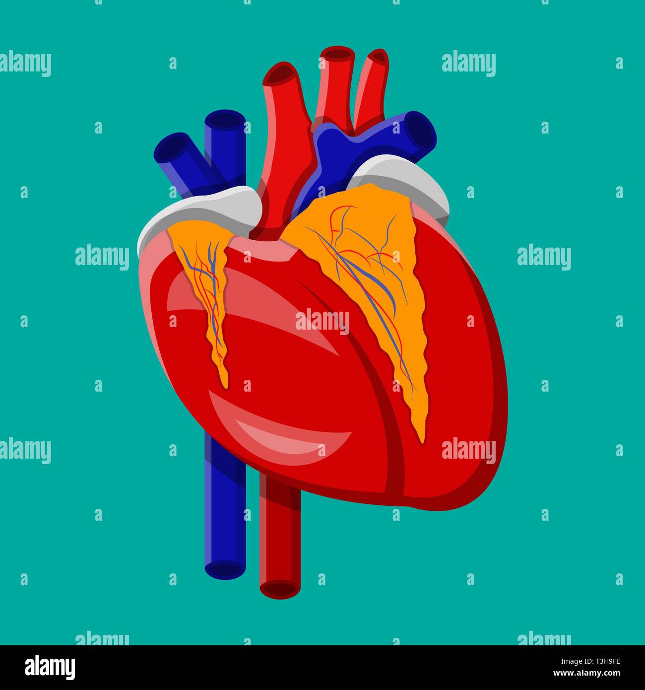 Left ventricle human heart Stock Vector Images - Alamy