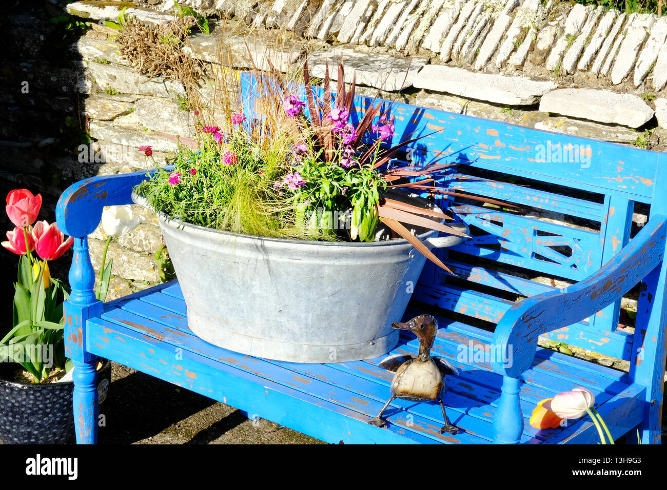 Tin bath holding a variety of plants resting on a blue bench - John Gollop Stock Photo