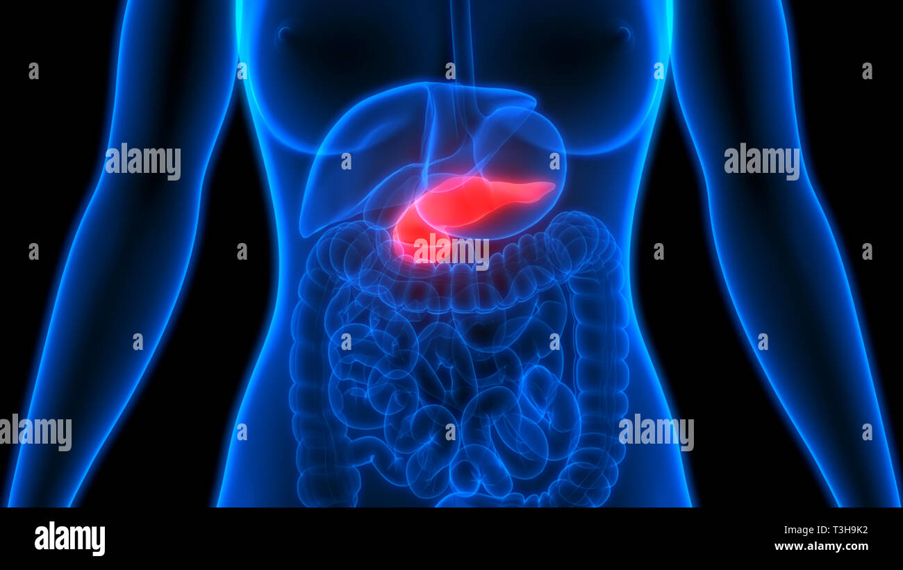 Human Pancreas Anatomy Stock Photo Biology Diagrams
