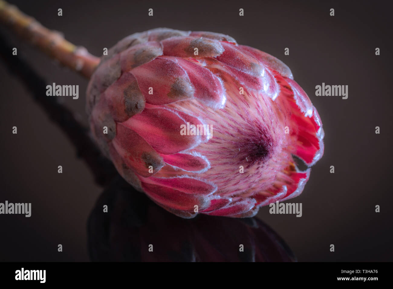 Closeup/ macro of a pink closed Protea flower Stock Photo