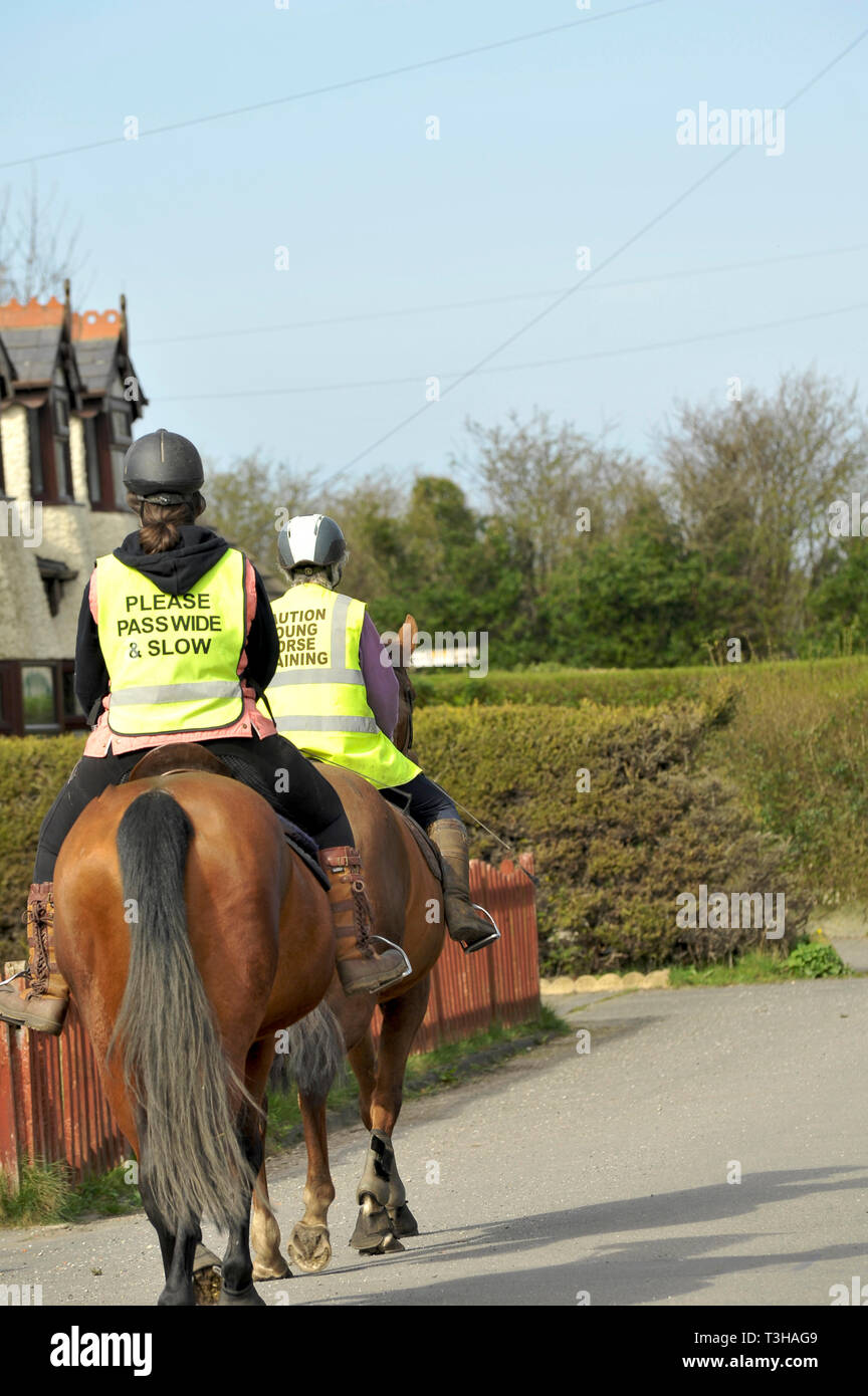 Young horses undergoing training on rural roads on Marton Moss