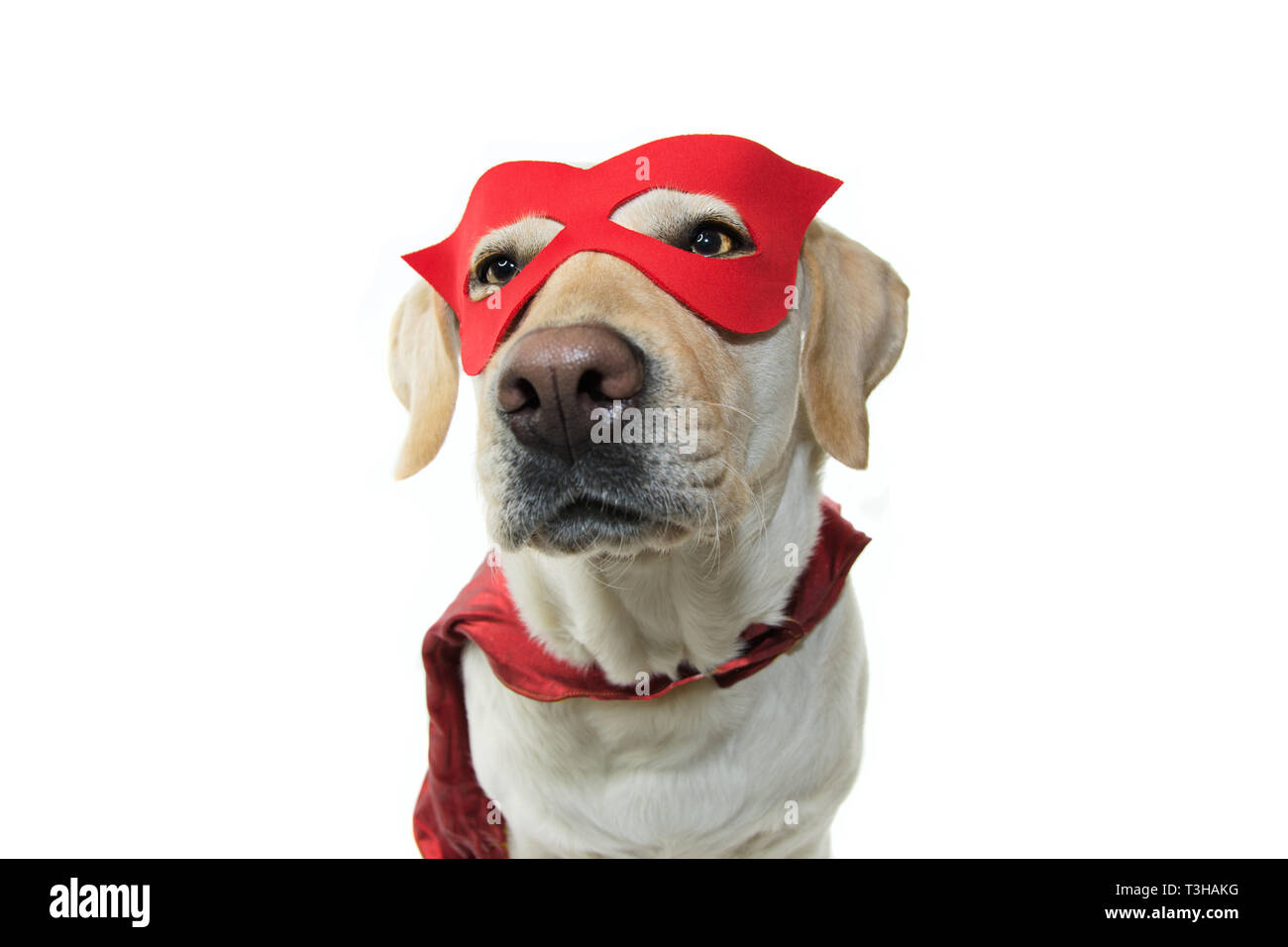DOG SUPER HERO COSTUME. LABRADOR WEARING A RED MASK AND A CAPE