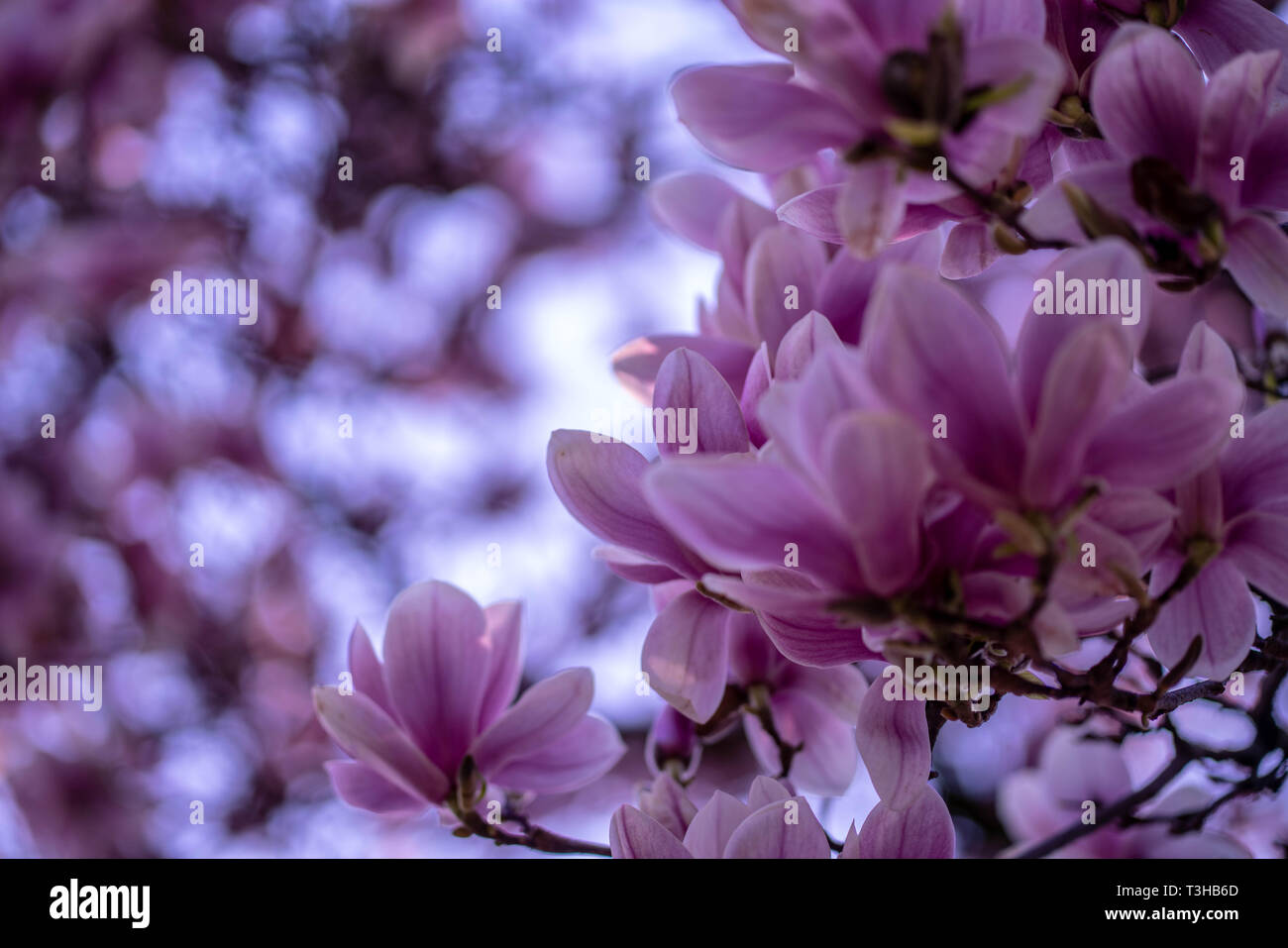 Magnolia pink charm flower hi-res stock photography and images - Alamy