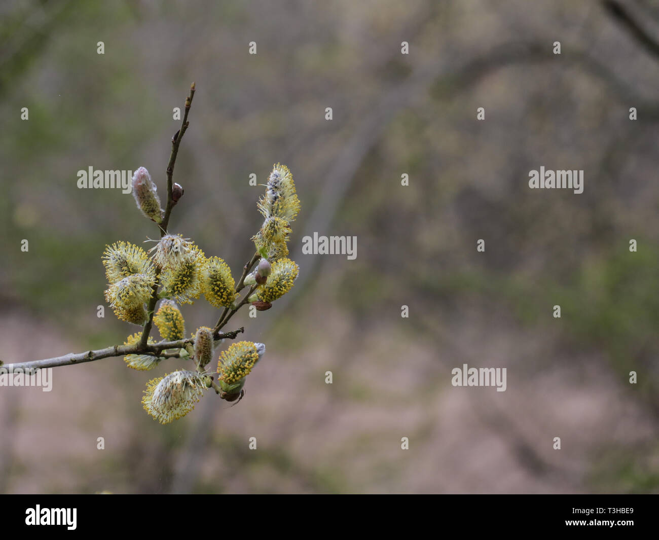 Willow catkins Stock Photo