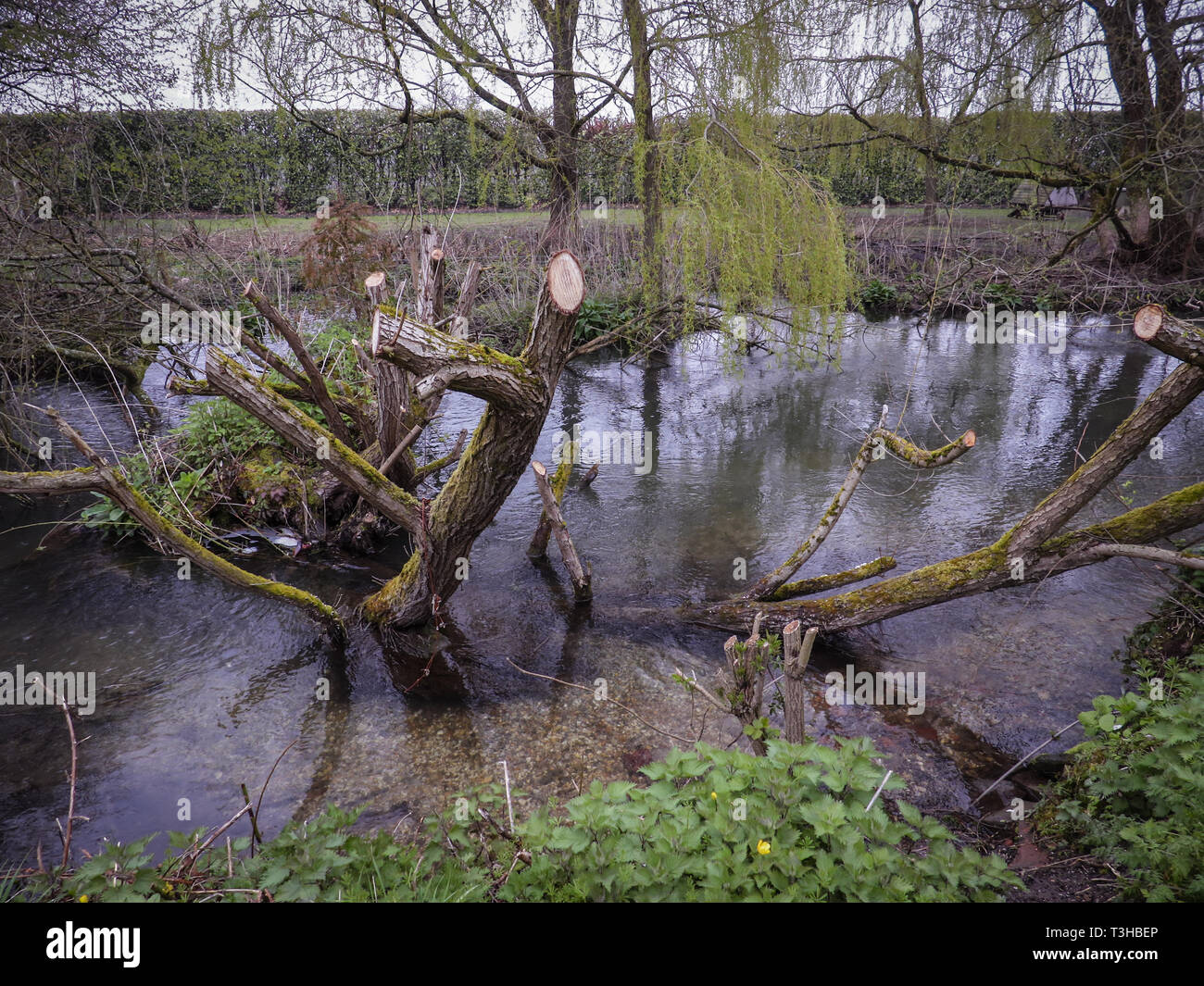 Cut down tree in stream Stock Photo Alamy