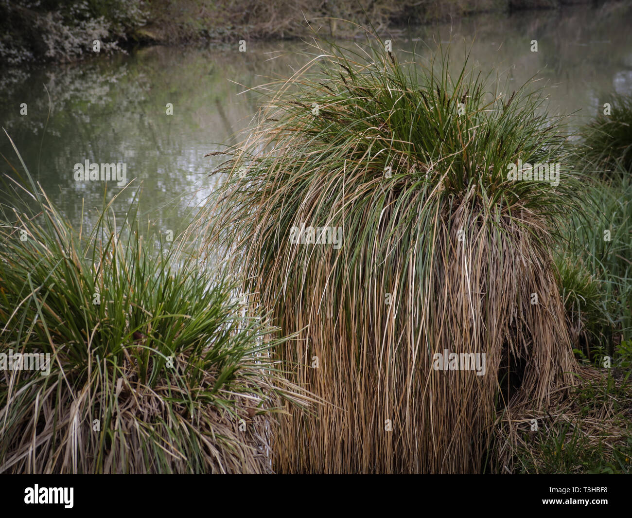 Clumps Of Grass Stock Photos & Clumps Of Grass Stock Images Alamy