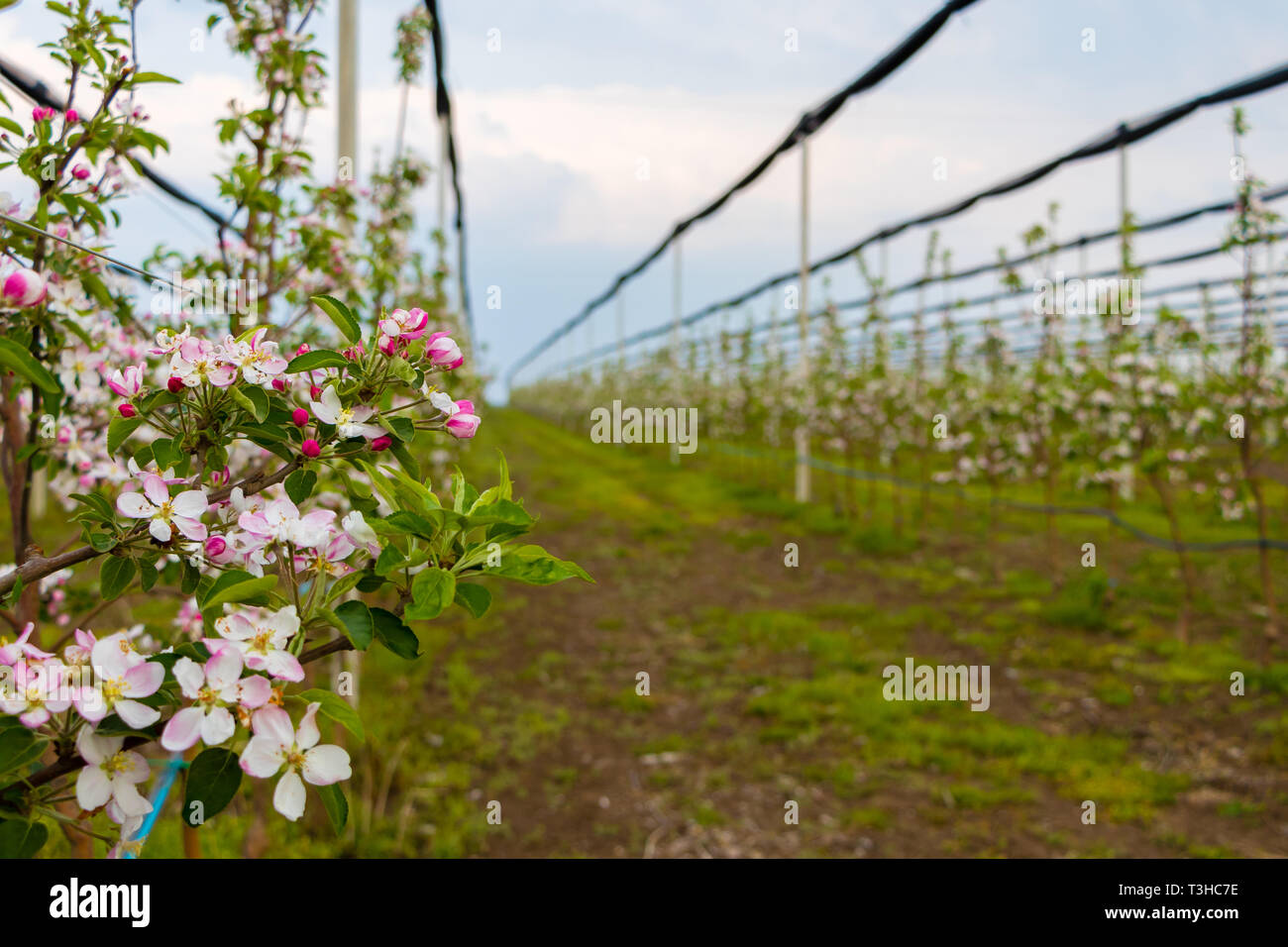 Flowers on the Golden Delicious apple tree in April Stock Photo Alamy