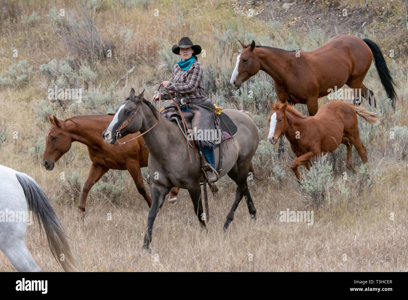 Working cowgirls hi-res stock photography and images - Alamy