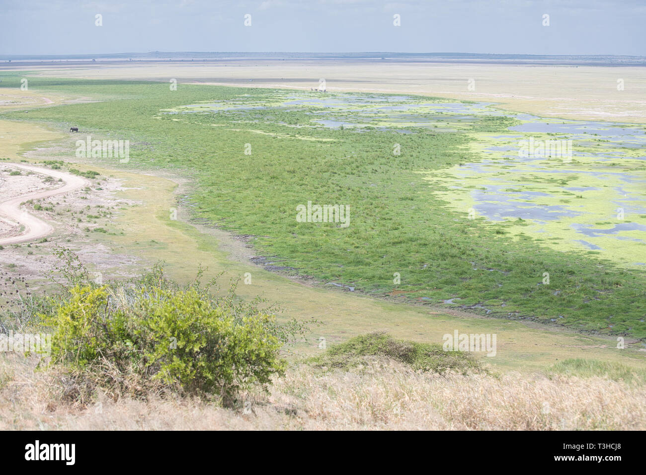 Ol Tukai swamp in Amboseli National Park, photographed from Observation Hill, also within the Park Stock Photo