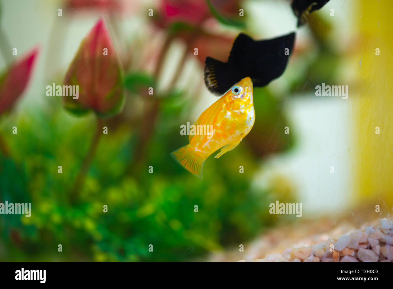 Little Molly fish, Poecilia latipinna in fish tank or aquarium, underwater life concept. Stock Photo