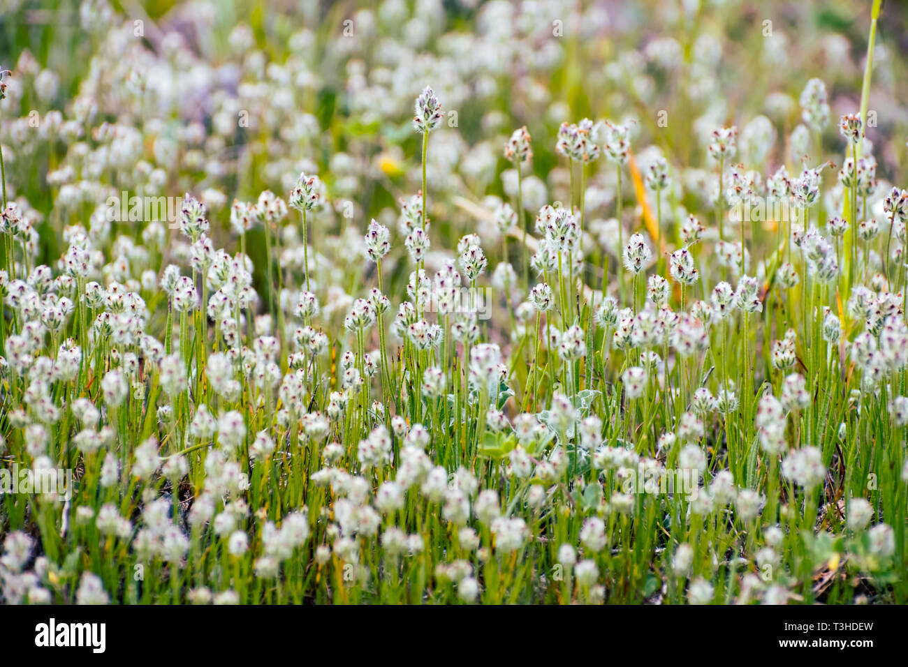 California plantain (Plantago erecta) growing on a meadow in spring, south San Francisco bay area, San Jose, California Stock Photo