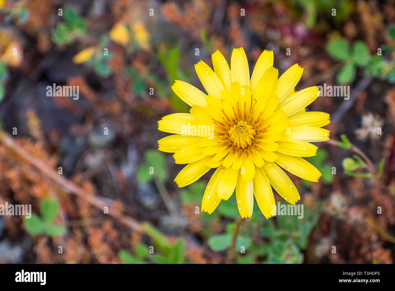 Close up of Silverpuff (Microseris) wildflower; dew visible on the petals; Santa Clara county, south San Francisco bay area, California Stock Photo