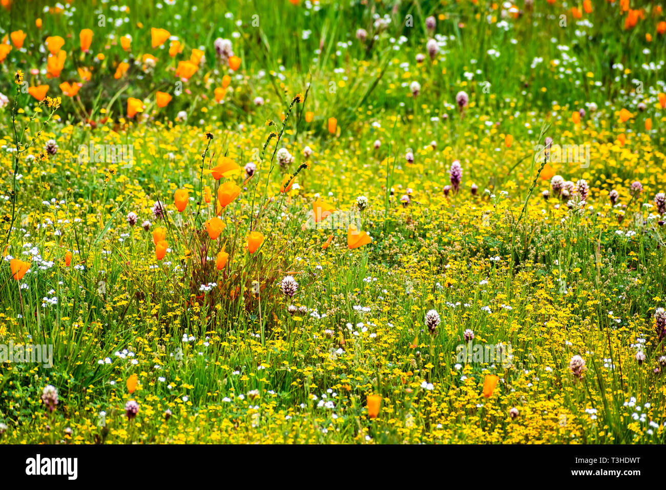 California poppy (Eschscholzia californica) and various other wildflowers blooming on a meadow, south San Francisco bay area, San Jose, California Stock Photo