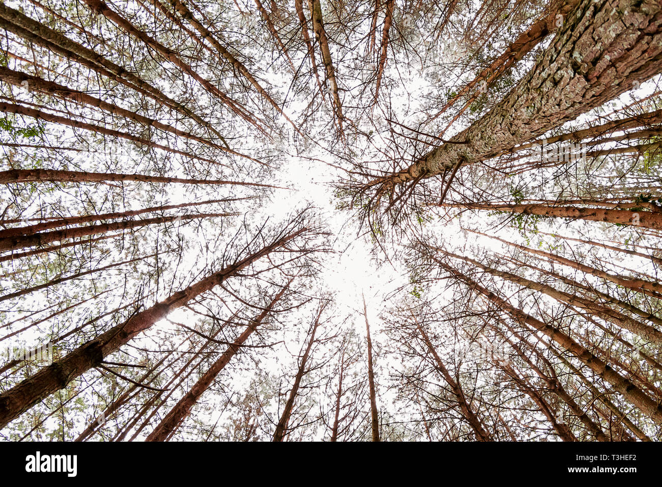 Pine trees forest beautiful natural background - Image Stock Photo - Alamy