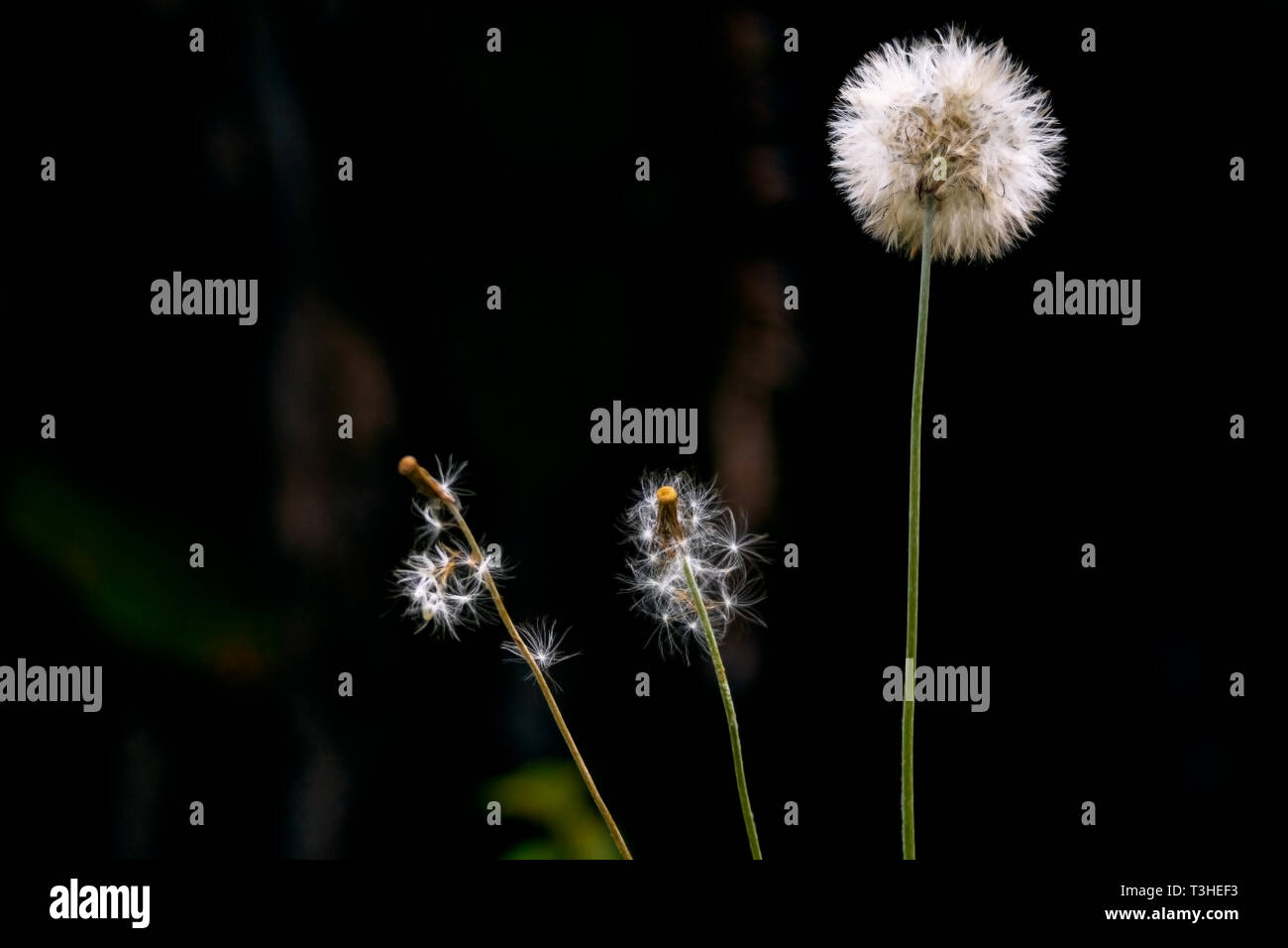 Dandelion on black background - Image Stock Photo