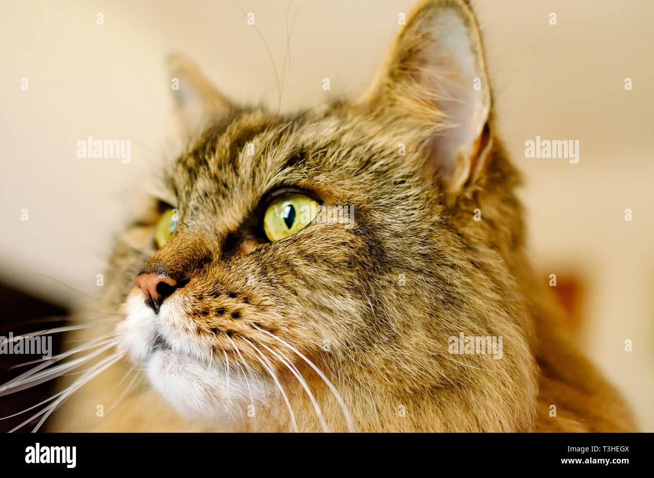 Pretty Boy A 16 Year Old Maine Coon Long Haired Domestic Cat Is