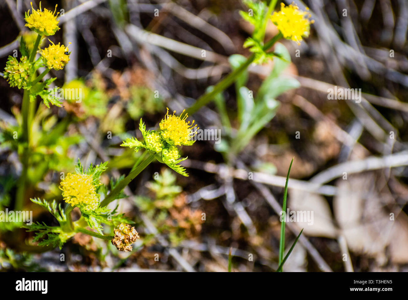Tuberous sanicle (Sanicula tuberosa) wildflowers, Marin County, north San Francisco bay area, California Stock Photo