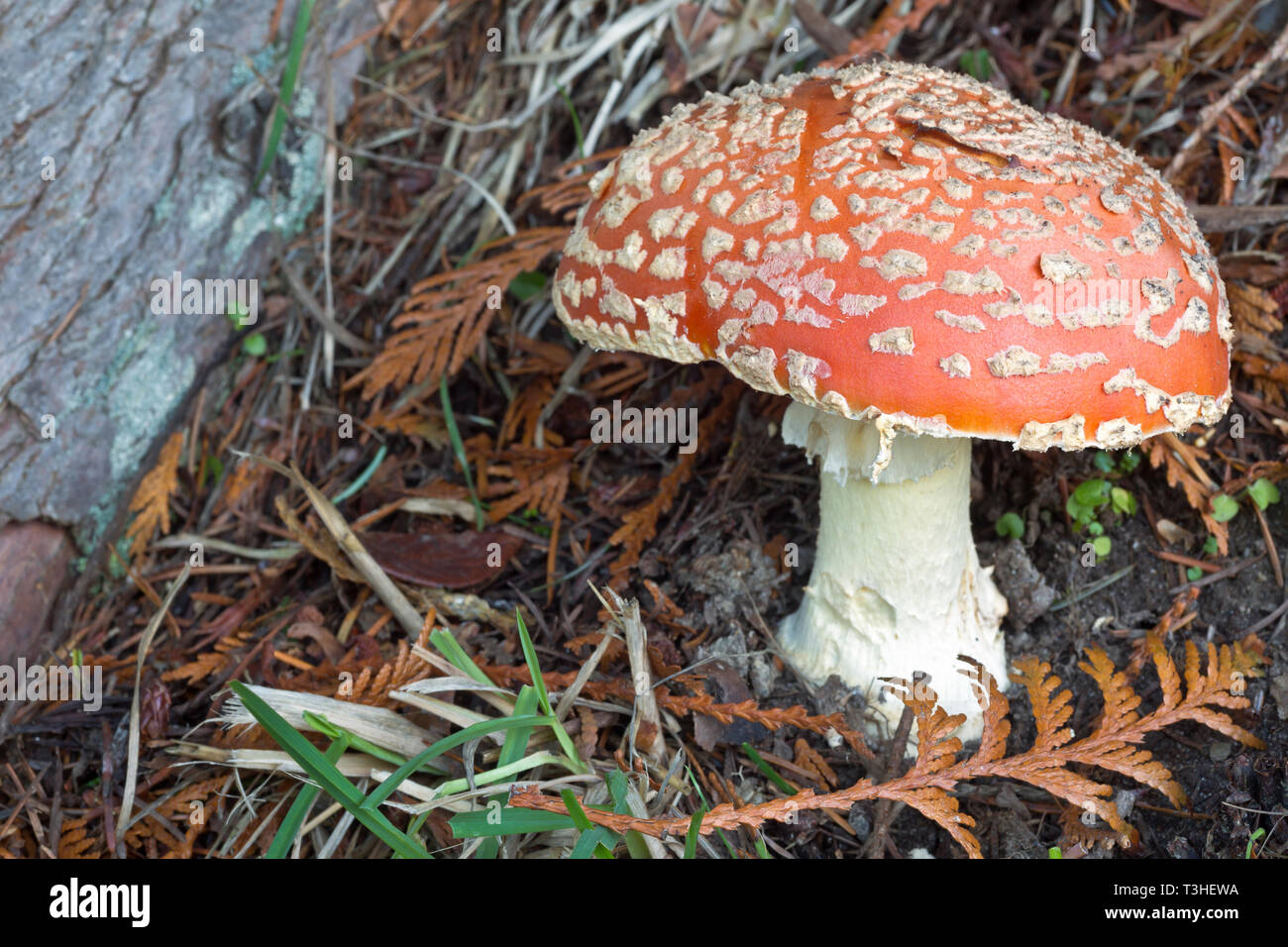 WA16118-00...WASHINGTON - A poisonous Fly Agaric growing under the shelter of a cedar tree in the Puget Sound Basin. Stock Photo