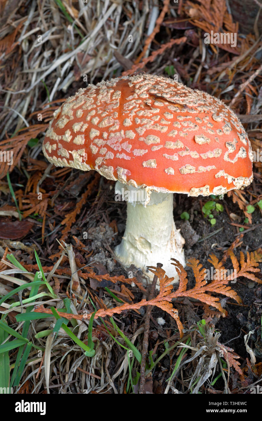 WA16119-00...WASHINGTON - A poisonous Fly Agaric growing under the shelter of a cedar tree in the Puget Sound Basin. Stock Photo