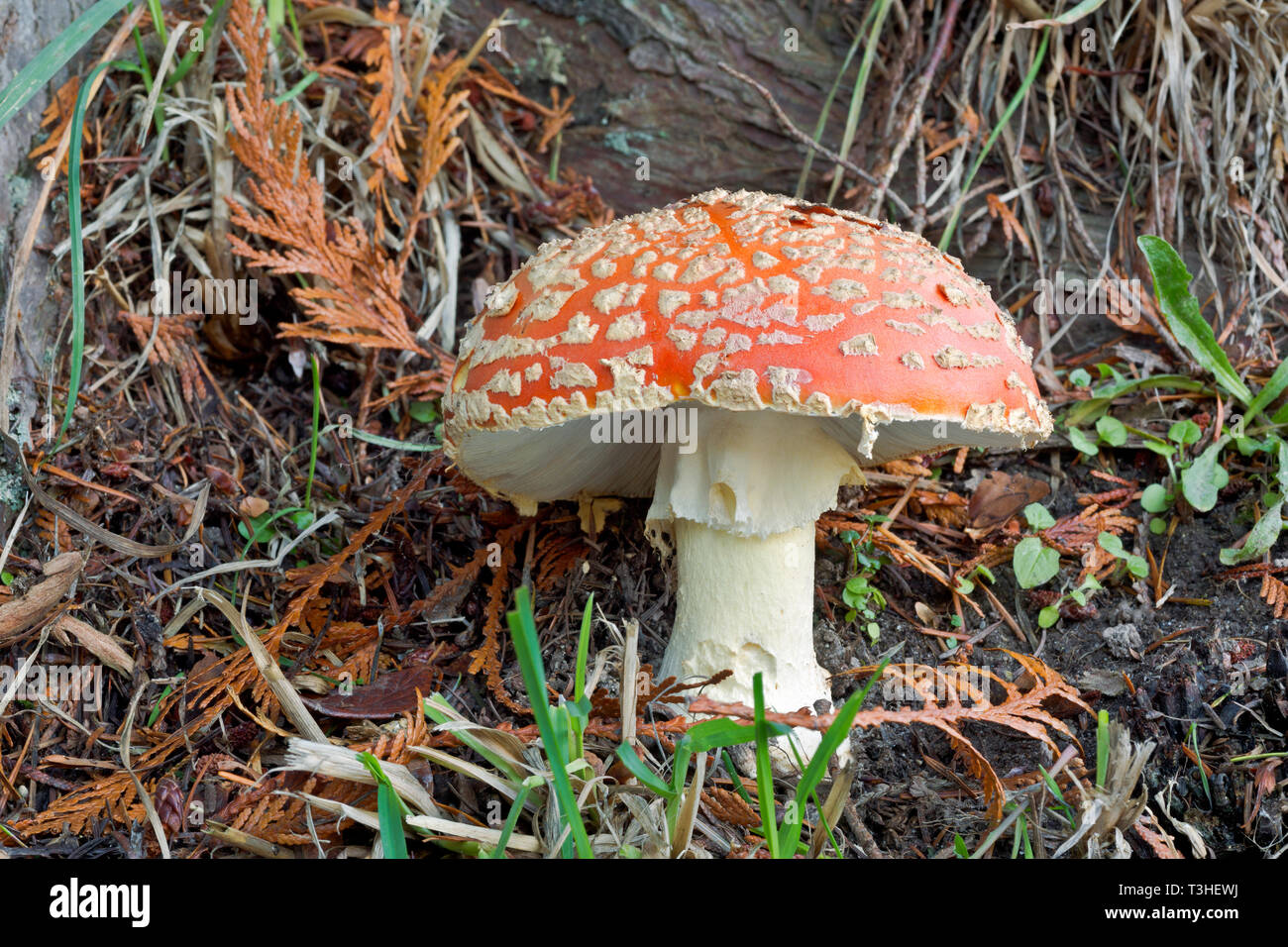 WA16120-00...WASHINGTON - A poisonous Fly Agaric growing under the shelter of a cedar tree in the Puget Sound Basin. Stock Photo