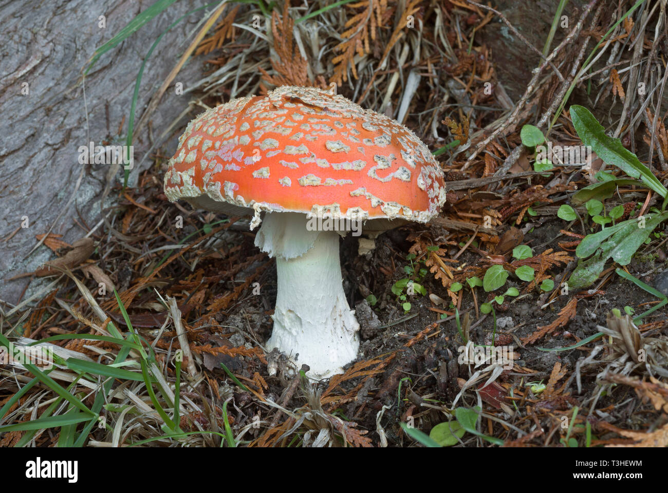 WA16121-00...WASHINGTON - A poisonous Fly Agaric mushroom growing under the shelter of a cedar tree in the Puget Sound Basin. Stock Photo