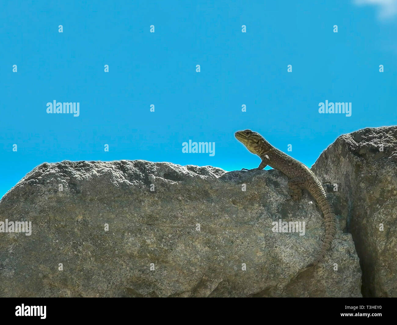 close up of a lizard on a stone wall at machu picchu Stock Photo