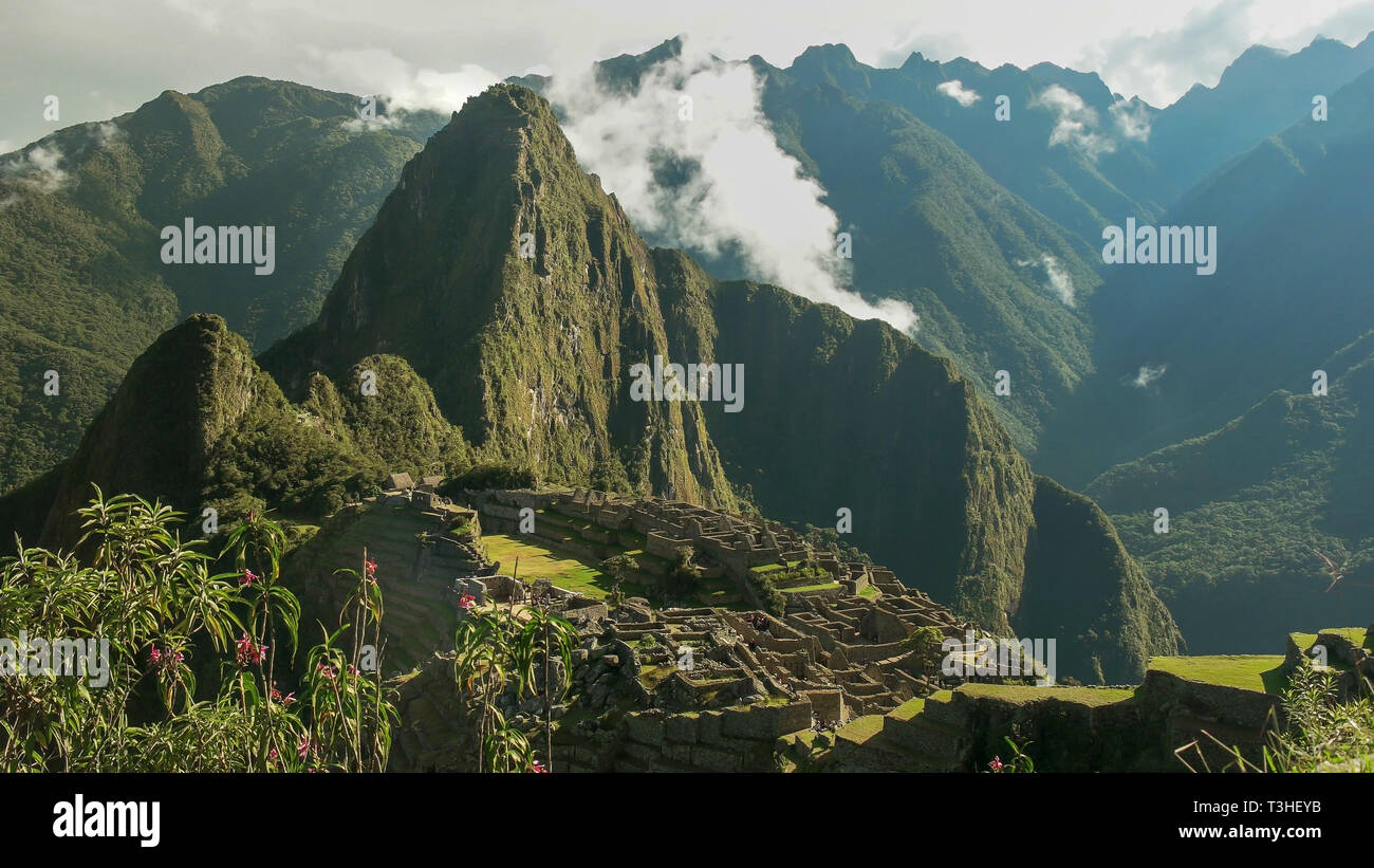 machu picchu and wild orchids on a misty morning Stock Photo