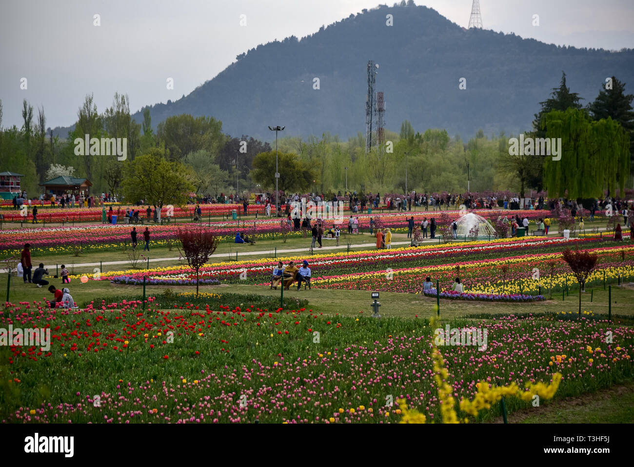 Tourists seen enjoying at famous Indira Gandhi Memorial Tulip garden, Asia's largest tulip garden, in Srinagar summer capital of Jammu and Kashmir. It is the largest tulip garden in Asia spread over an area of 30 hectares. It is located in Siraj Bagh on the foothill of Zabarwan Range. It is one of tourist attraction place in Srinagar. Stock Photo